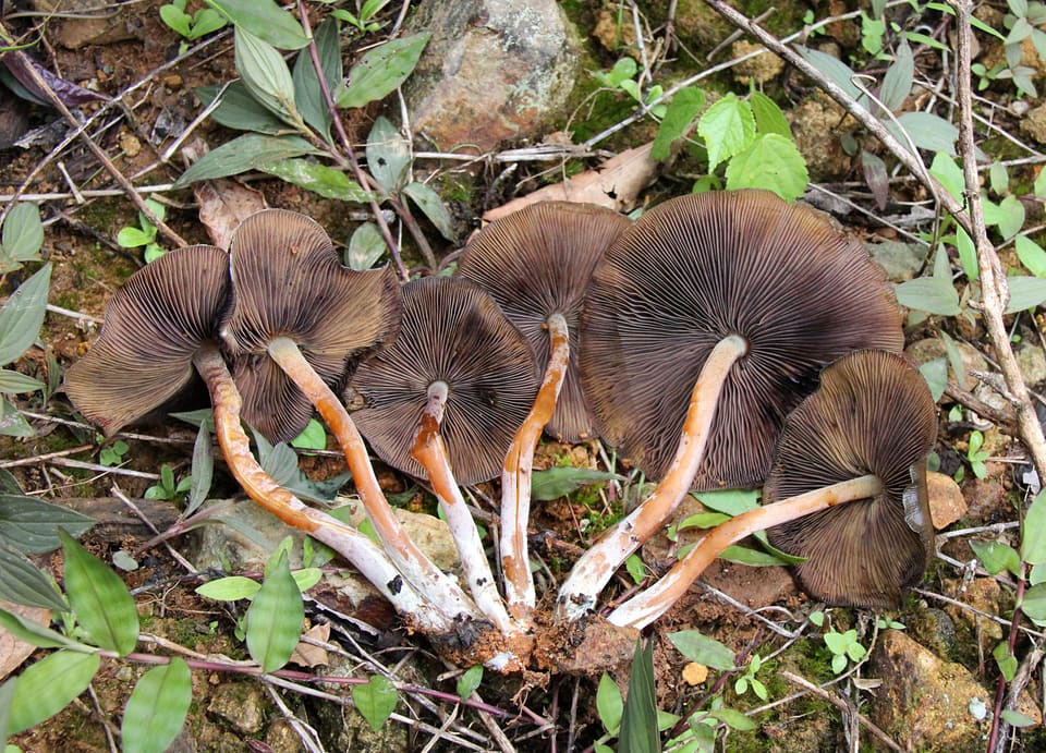 Arranged fruit bodies with broad dark gills and curved stems on leafy ground.
