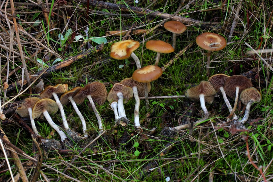 Brown-capped fruit bodies among moss and grasses, with several arranged to show their gills.