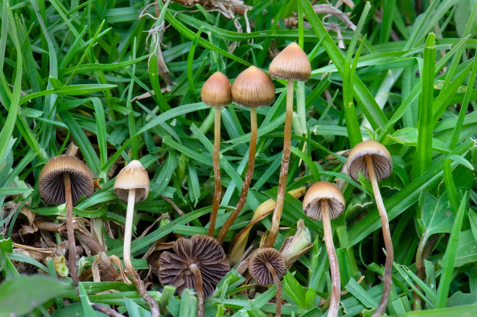 Slender fruit bodies with conical brown caps among green grass; several show their gills.